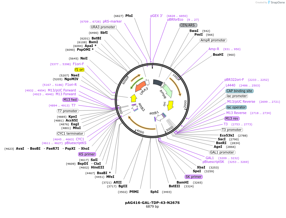 181720-plasmid-map-sequence-id-430961