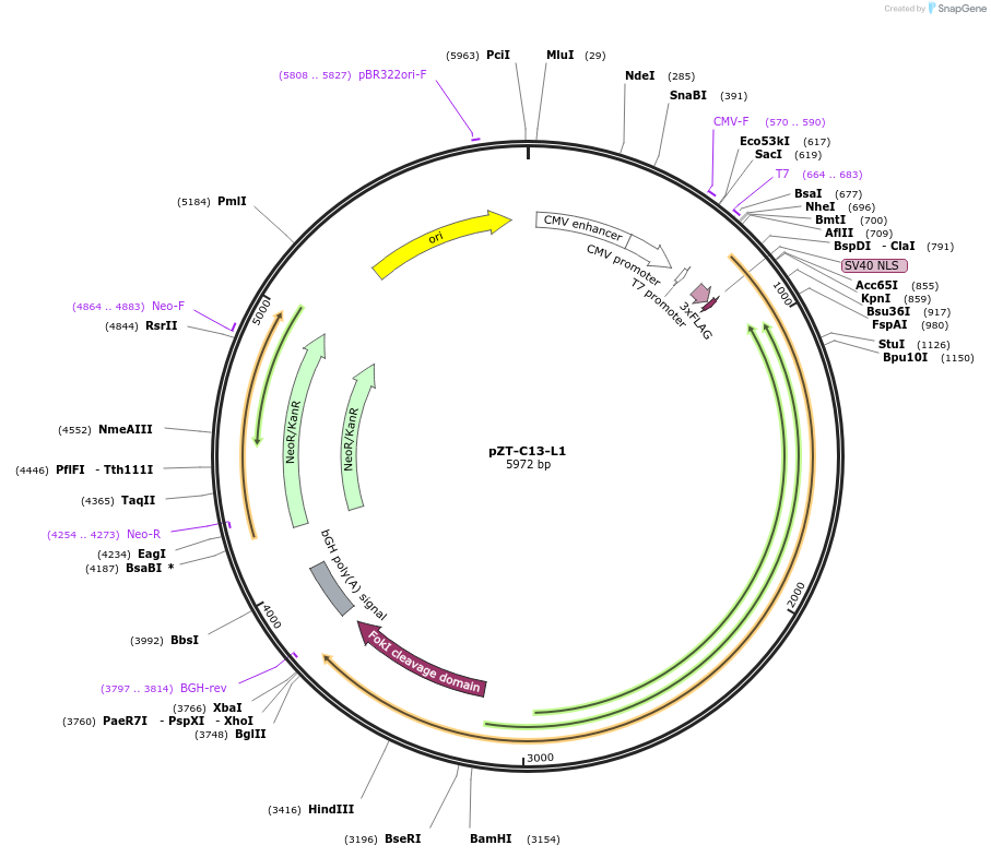 62196-plasmid-map-sequence-id-430963
