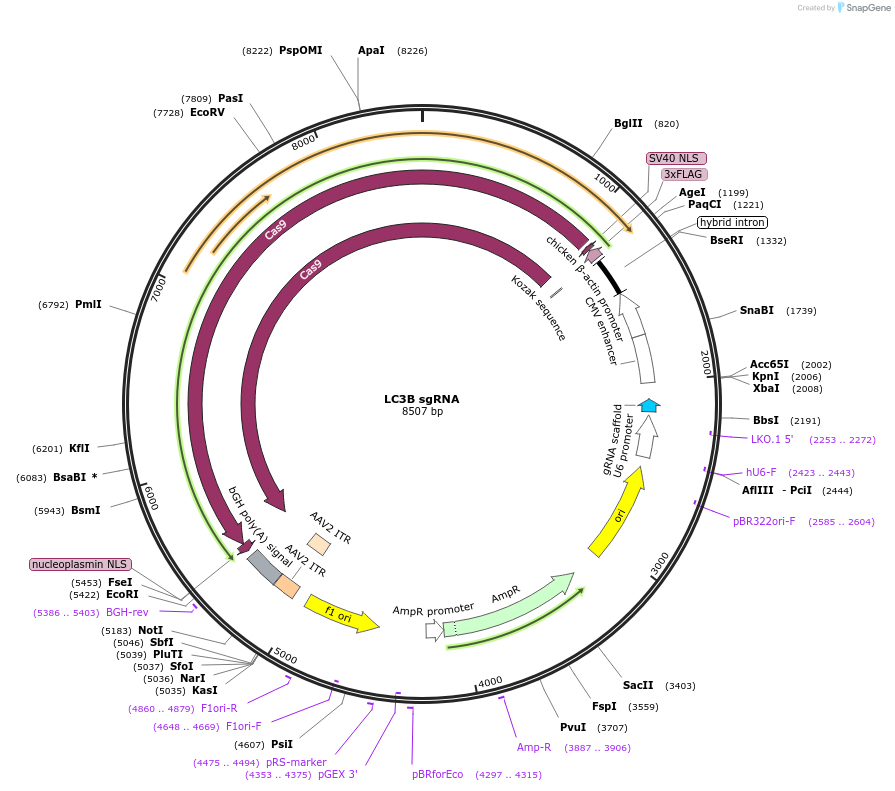 207556-plasmid-map-sequence-id-430966