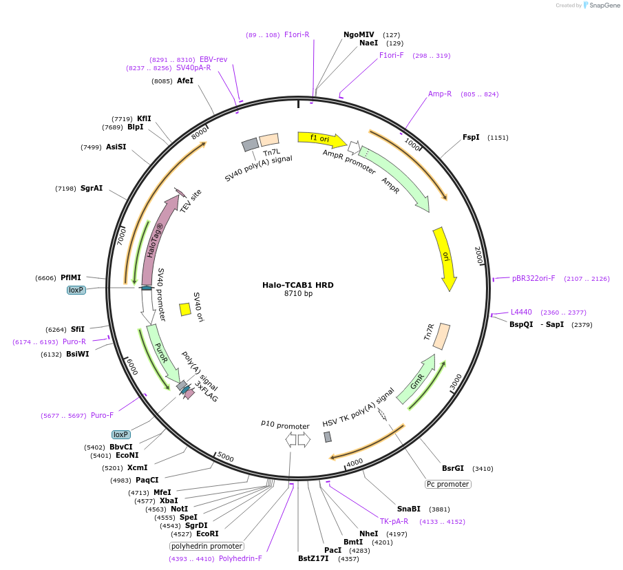 207535-plasmid-map-sequence-id-430972