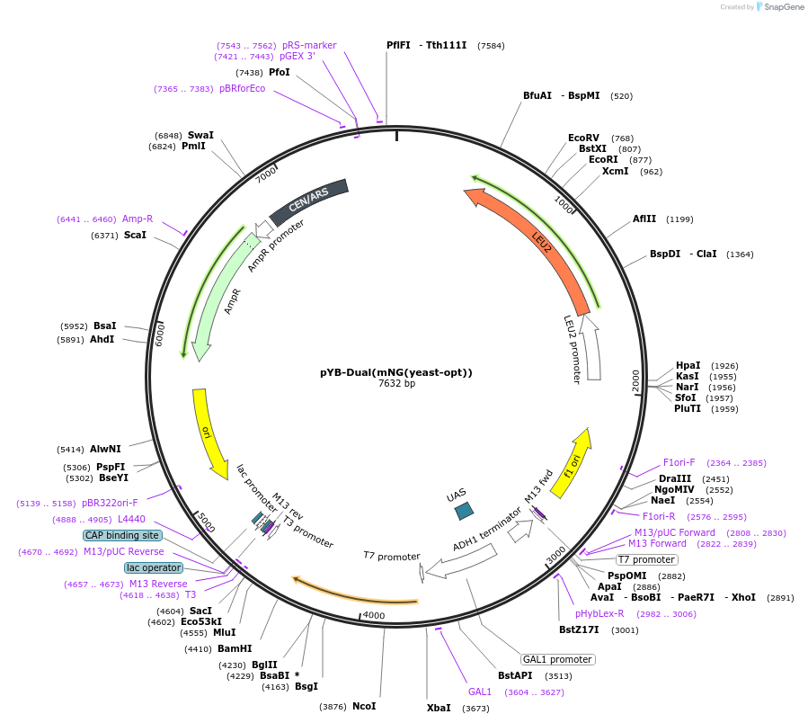 216727-plasmid-map-sequence-id-430980