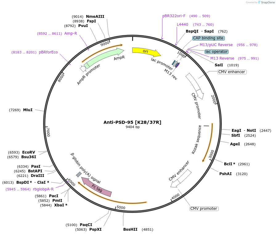 219443-plasmid-map-sequence-id-430981