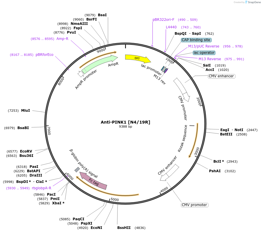 219453-plasmid-map-sequence-id-430982