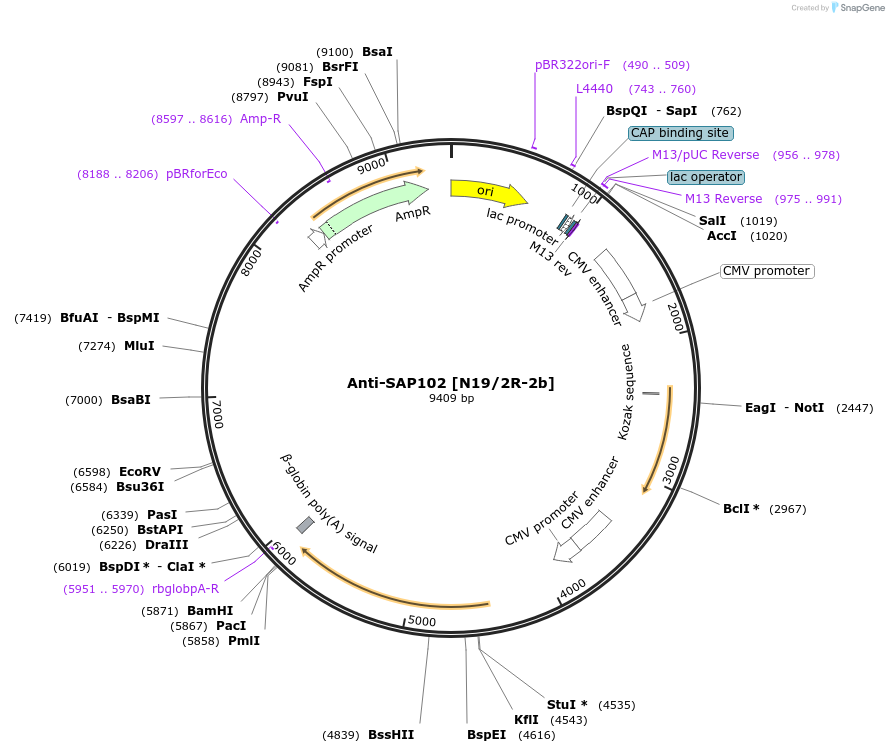 219474-plasmid-map-sequence-id-430984