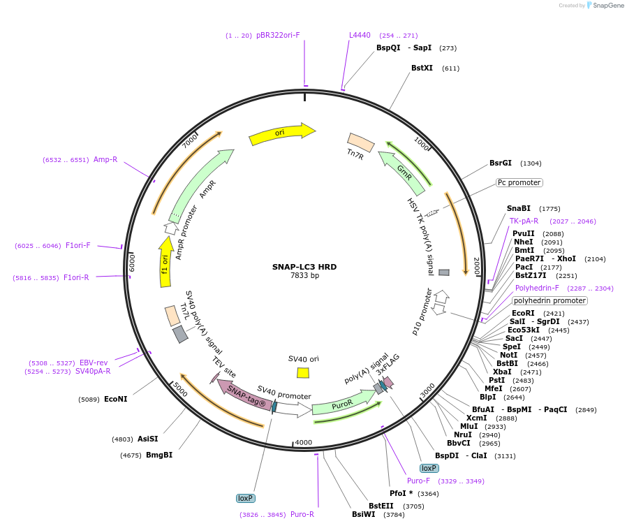 207545-plasmid-map-sequence-id-430987
