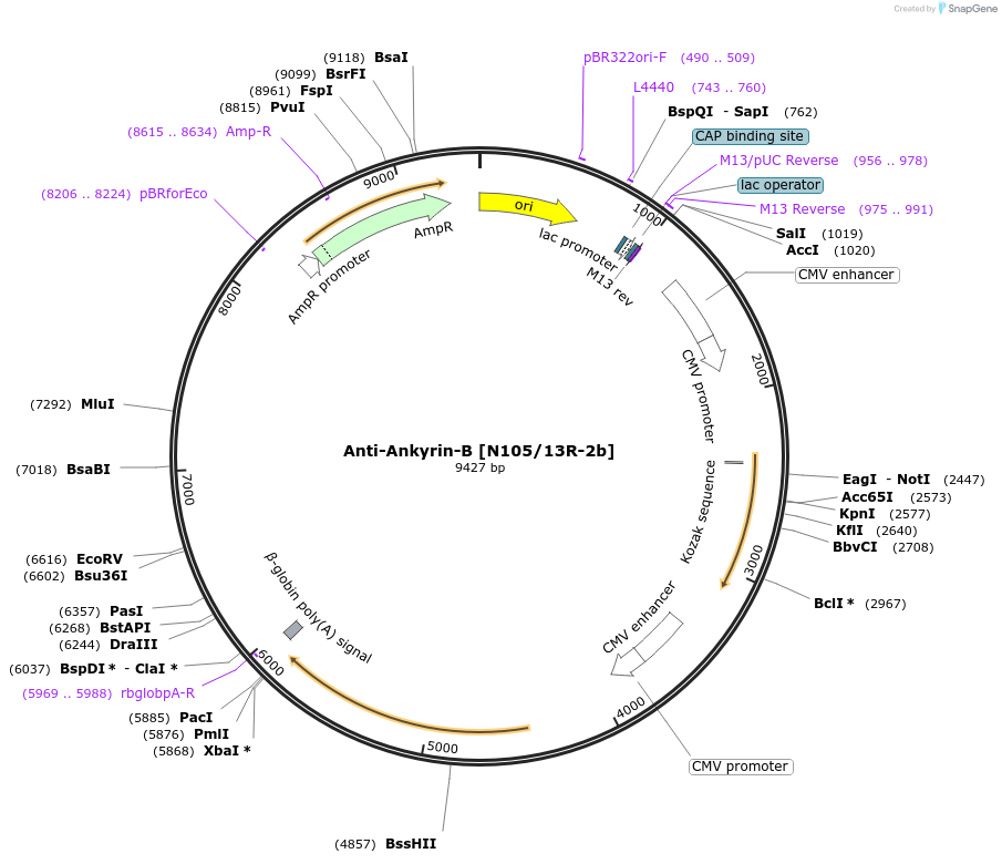 219483-plasmid-map-sequence-id-430988