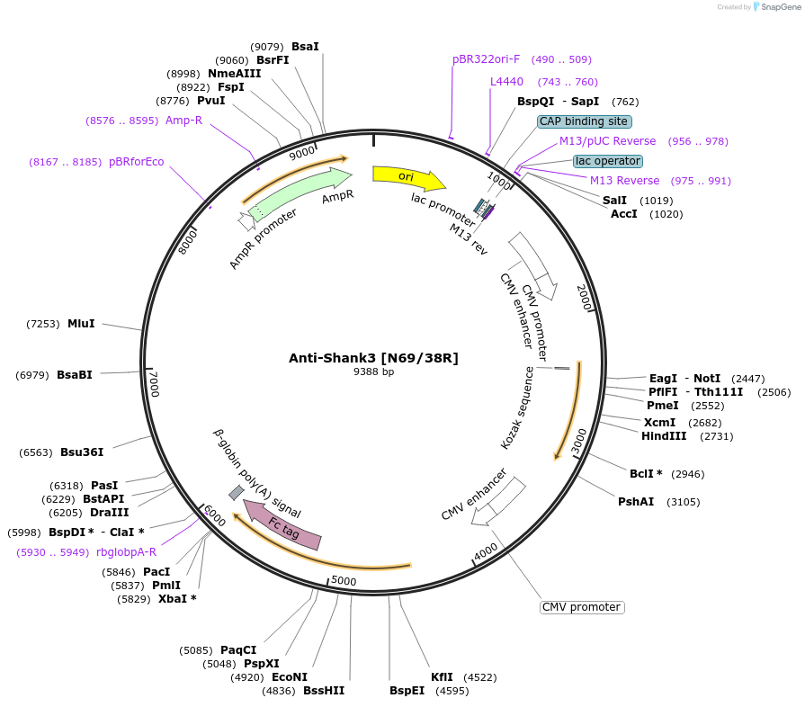 219458-plasmid-map-sequence-id-430989