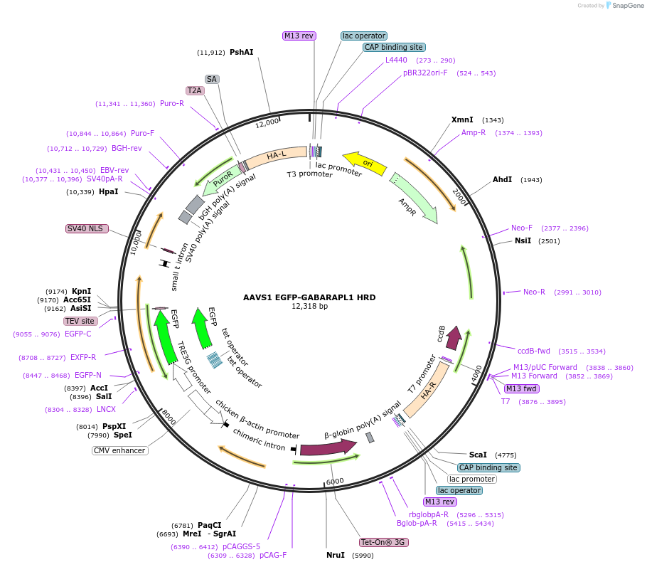 207552-plasmid-map-sequence-id-430995