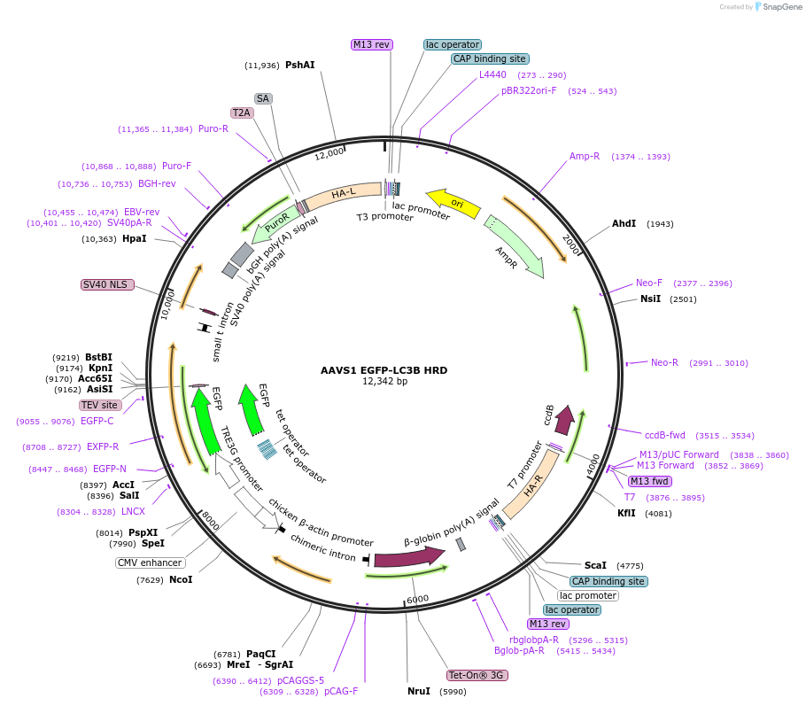 207551-plasmid-map-sequence-id-430996