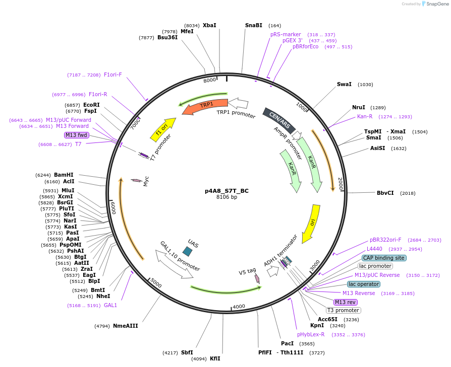 217832-plasmid-map-sequence-id-430999