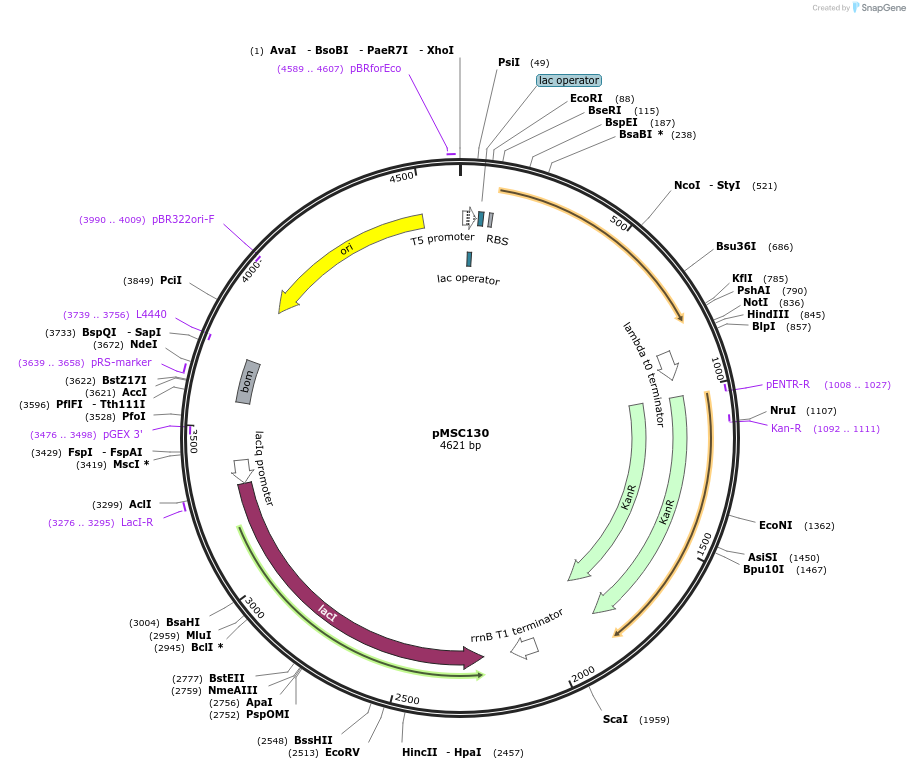 216364-plasmid-map-sequence-id-431004