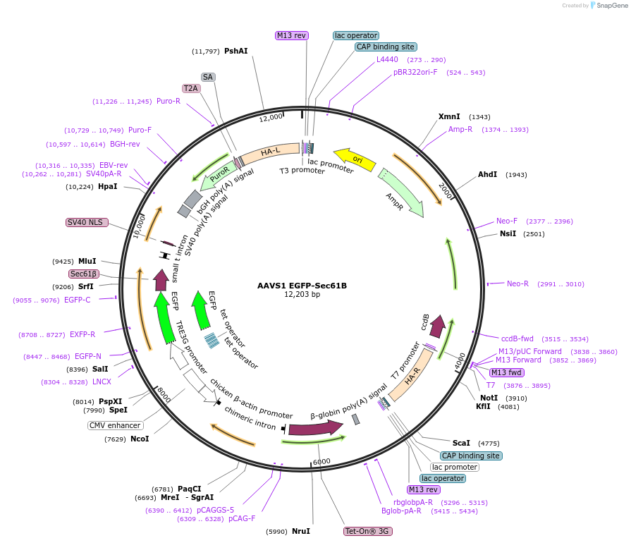 207553-plasmid-map-sequence-id-431006