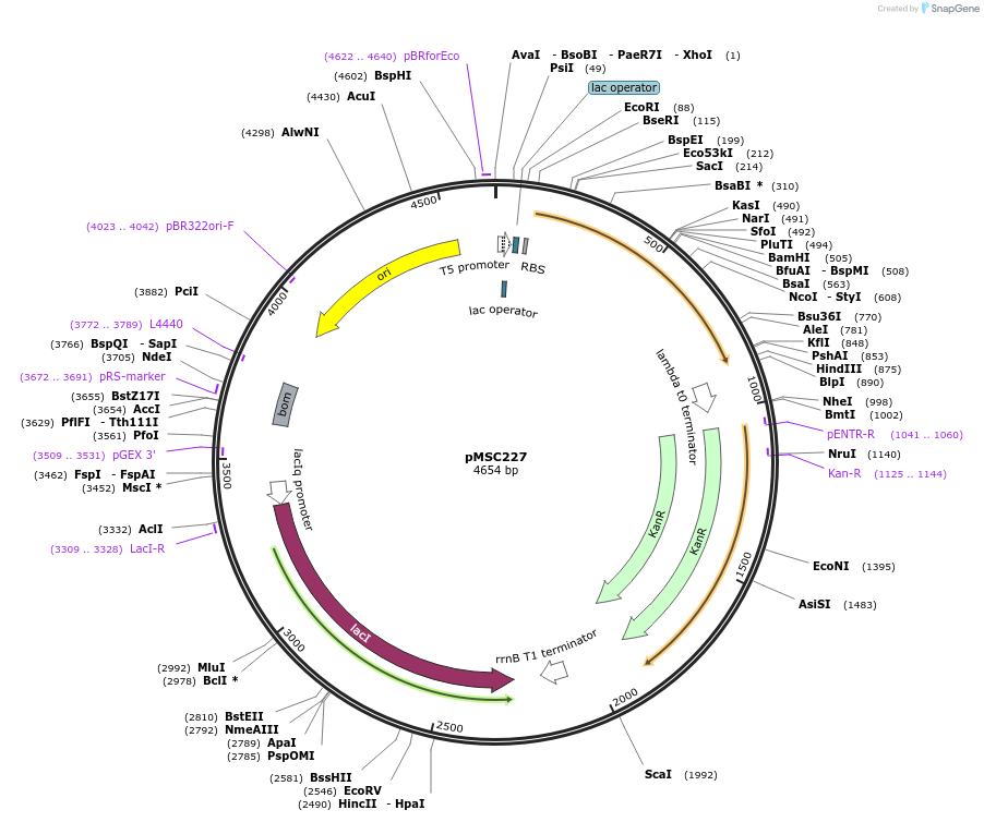 216351-plasmid-map-sequence-id-431020