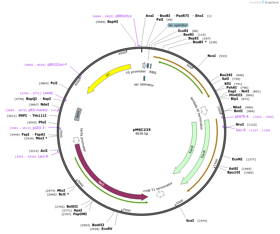 216372-plasmid-map-sequence-id-431021