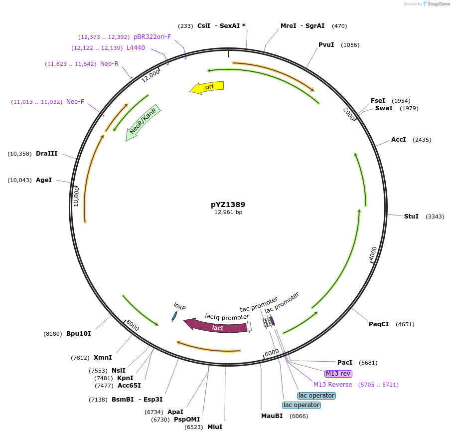 215348-plasmid-map-sequence-id-431029