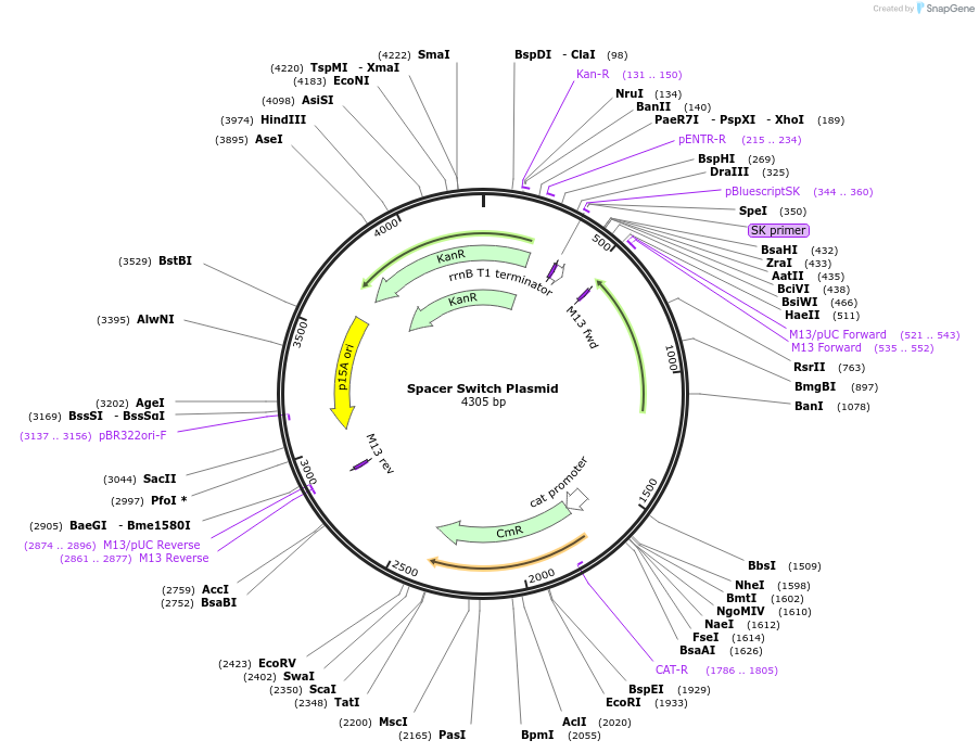 215346-plasmid-map-sequence-id-431033