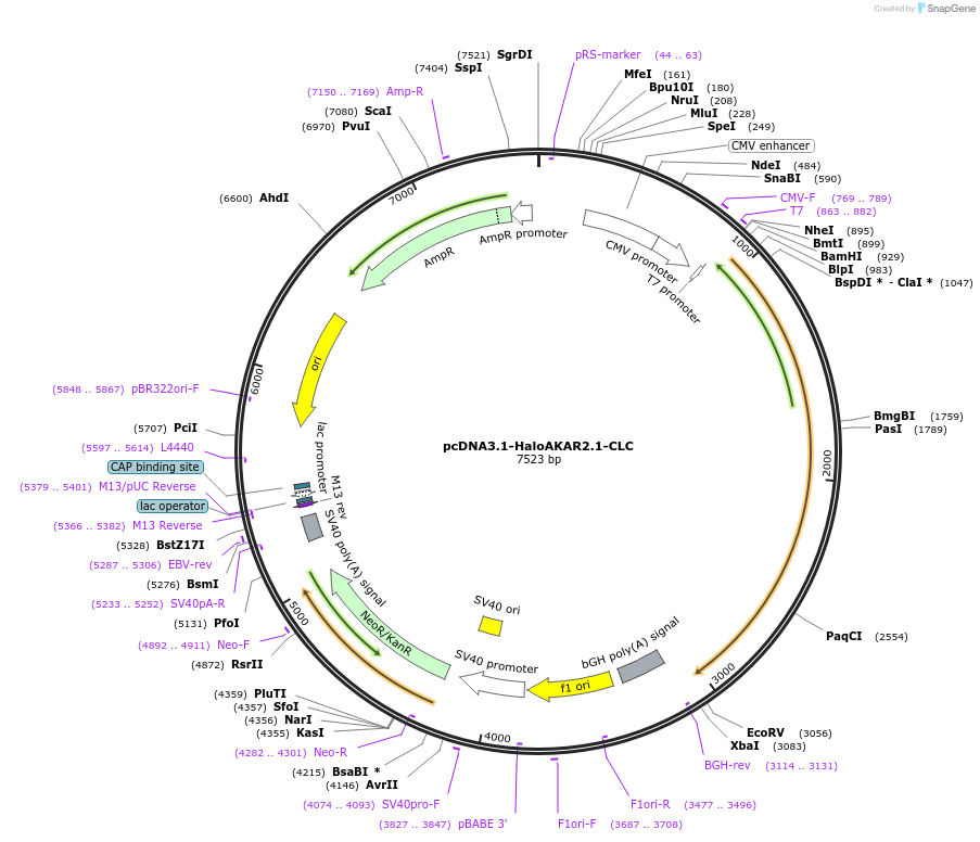 216492-plasmid-map-sequence-id-431034