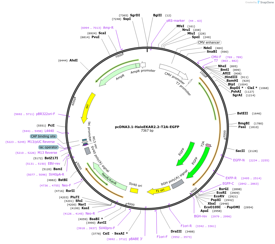 216495-plasmid-map-sequence-id-431035