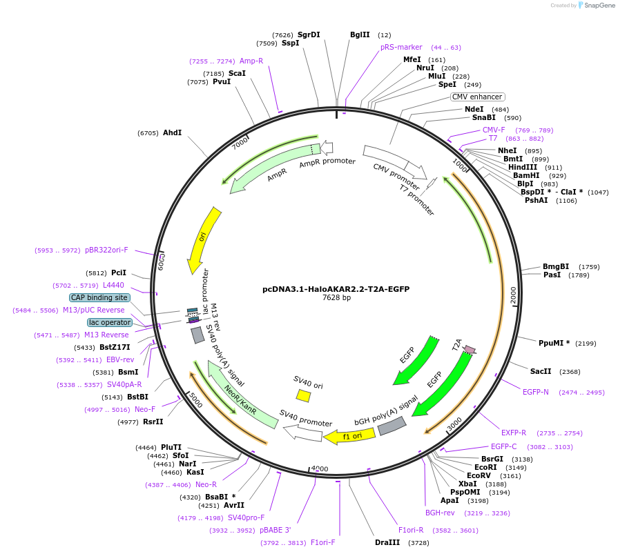 216490-plasmid-map-sequence-id-431036