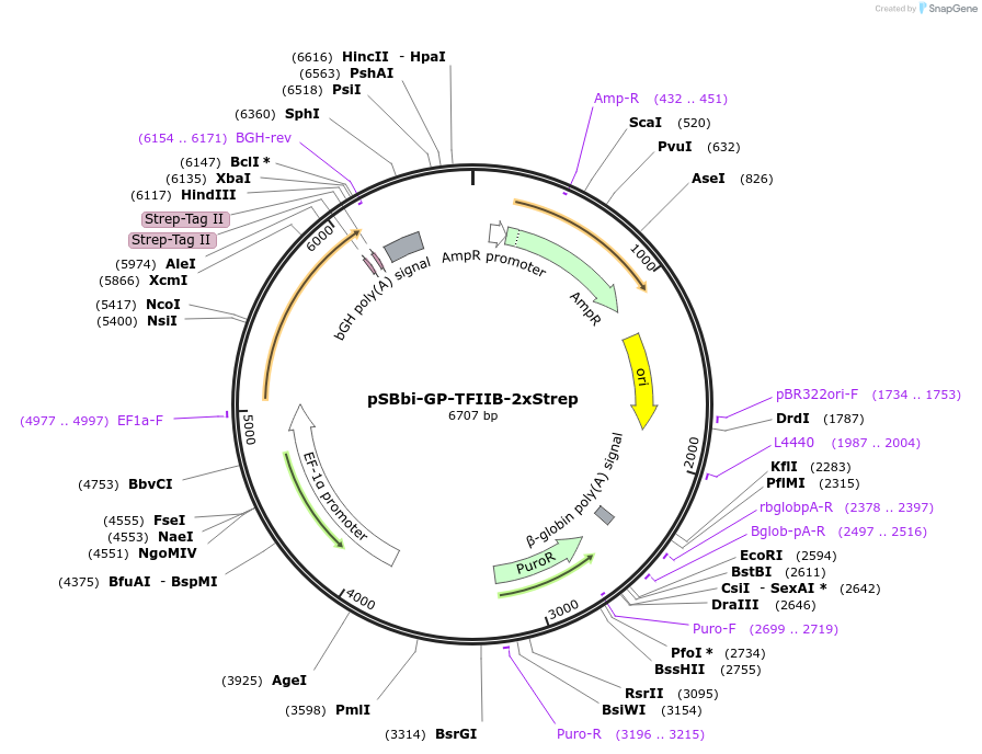 213919-plasmid-map-sequence-id-431038