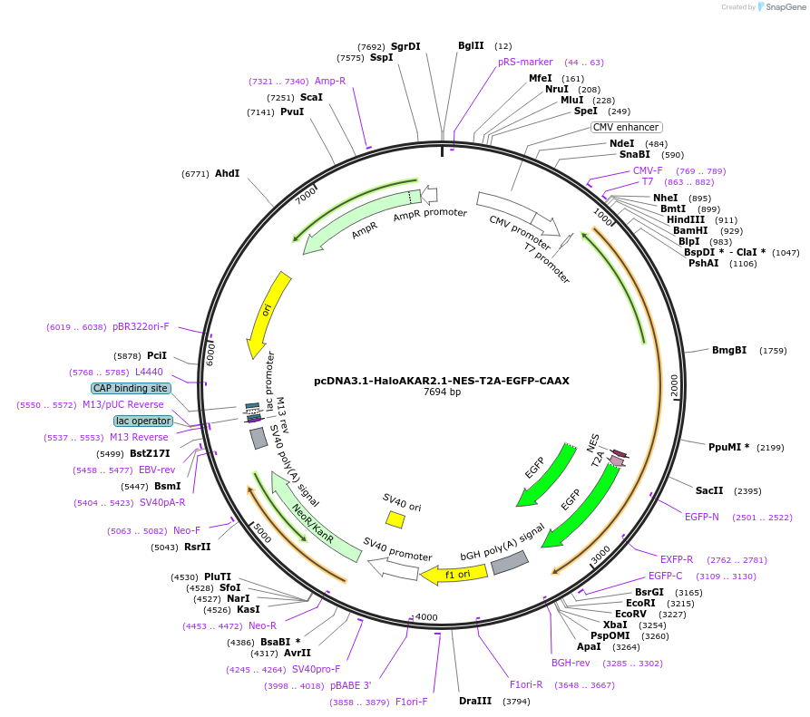 216491-plasmid-map-sequence-id-431039