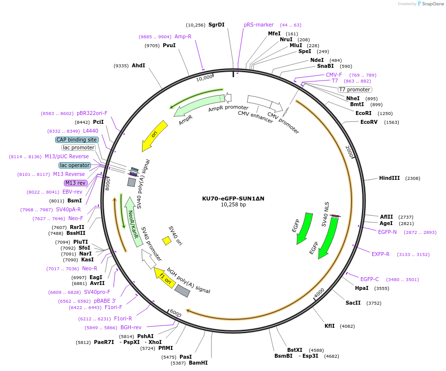 213516-plasmid-map-sequence-id-431040