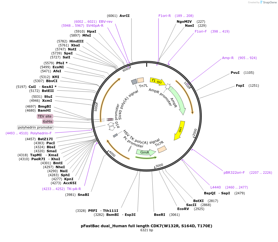 217013-plasmid-map-sequence-id-431042