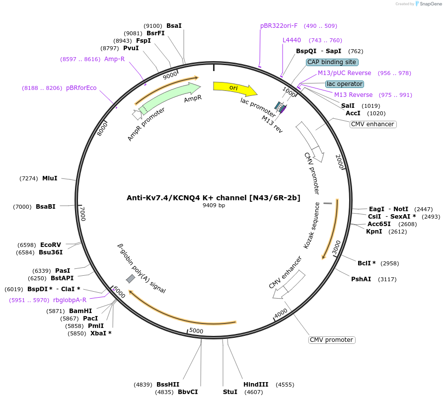 219478-plasmid-map-sequence-id-431048