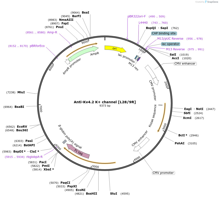 219451-plasmid-map-sequence-id-431049