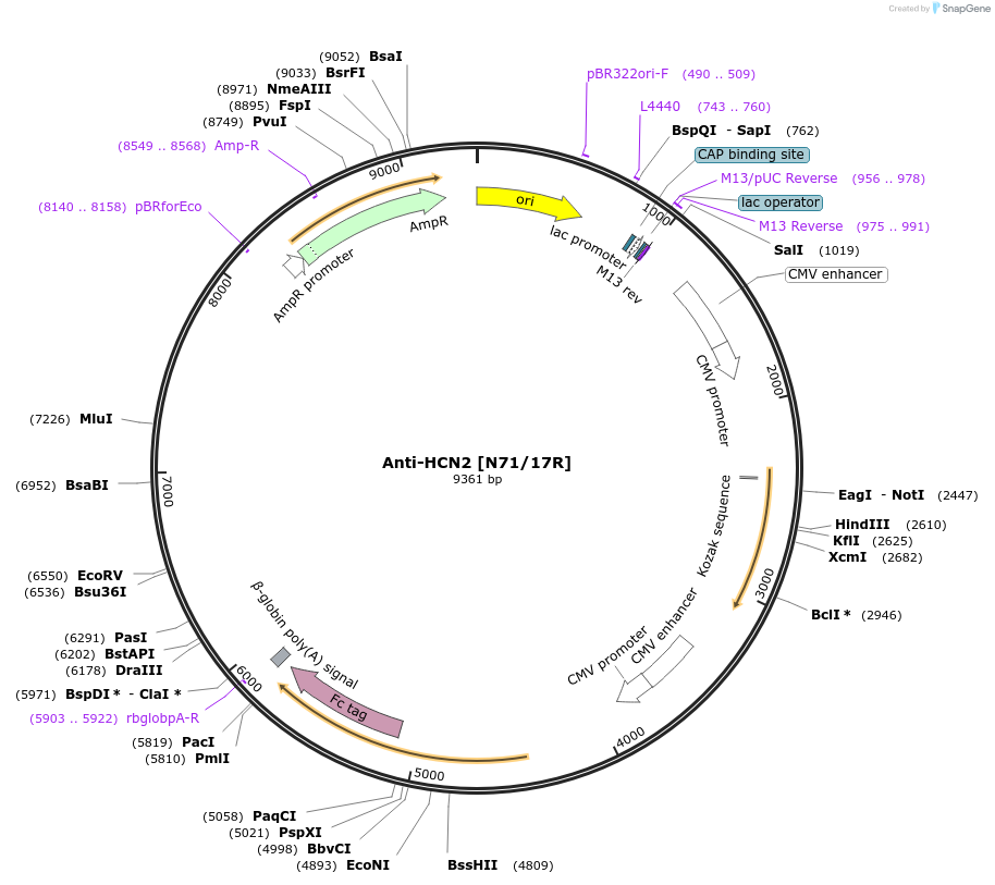 219459-plasmid-map-sequence-id-431052