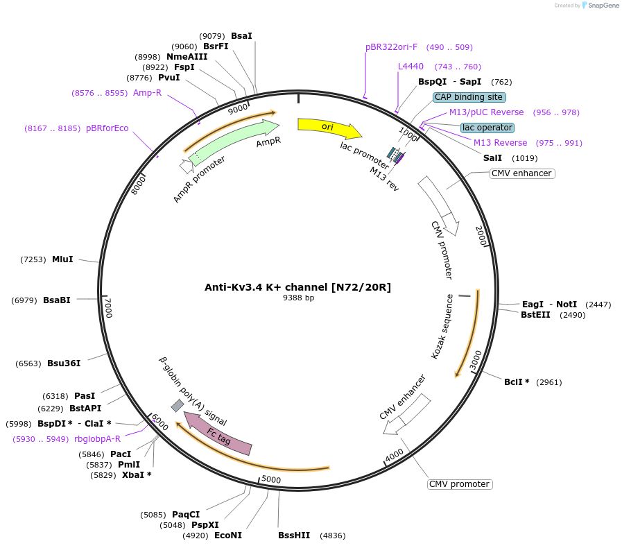 219460-plasmid-map-sequence-id-431055
