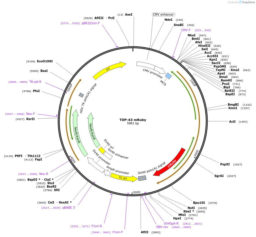 216225-plasmid-map-sequence-id-431057