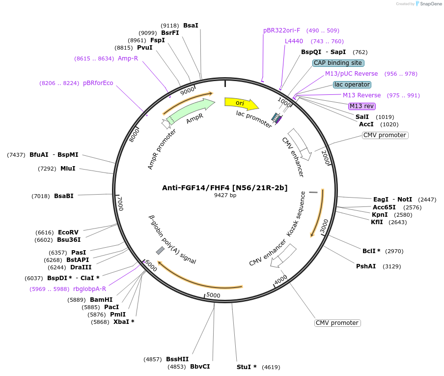 219479-plasmid-map-sequence-id-431059