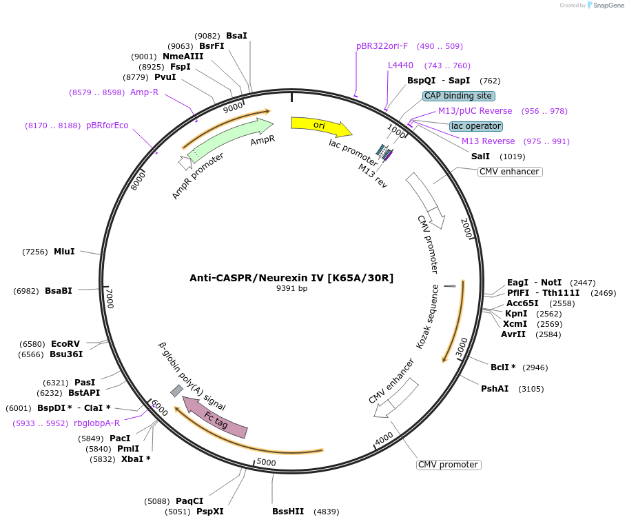 219448-plasmid-map-sequence-id-431061