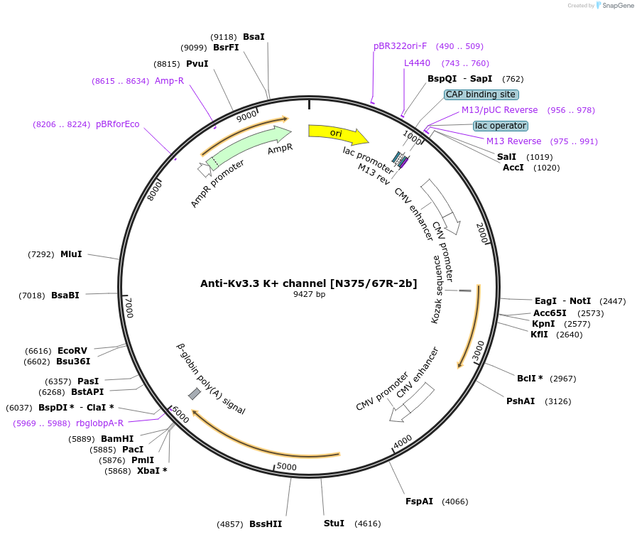 219487-plasmid-map-sequence-id-431064