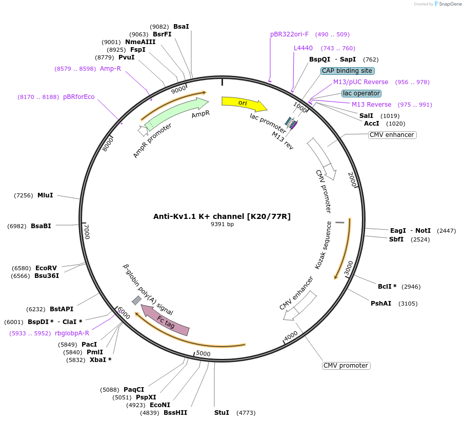 219442-plasmid-map-sequence-id-431065