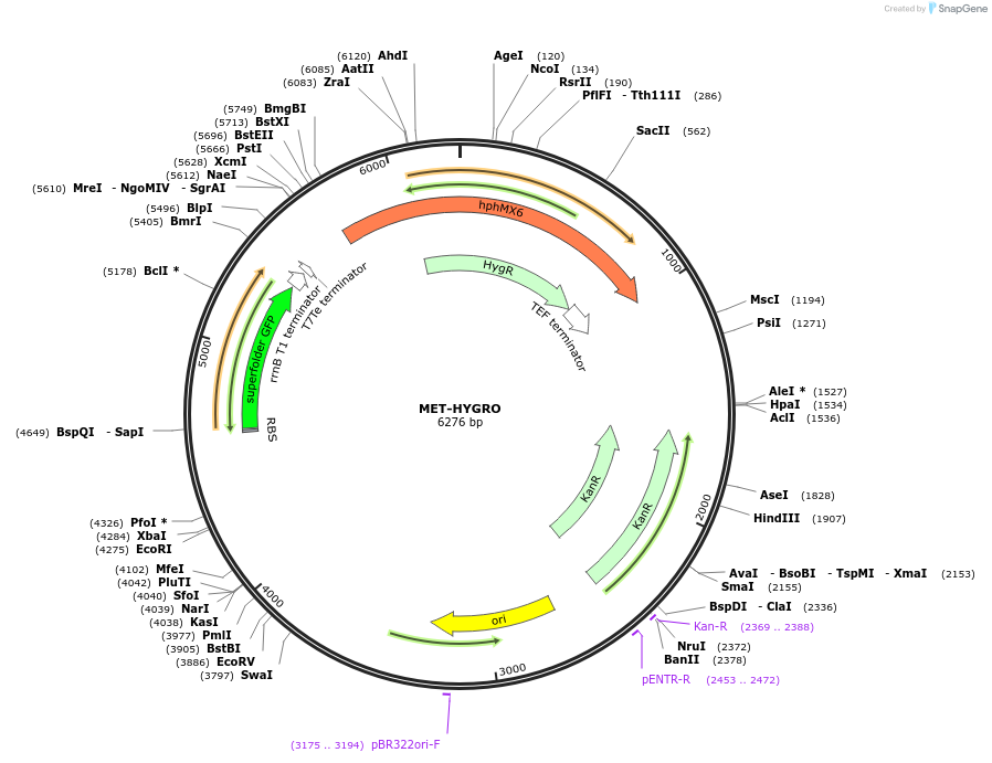 218113-plasmid-map-sequence-id-431067