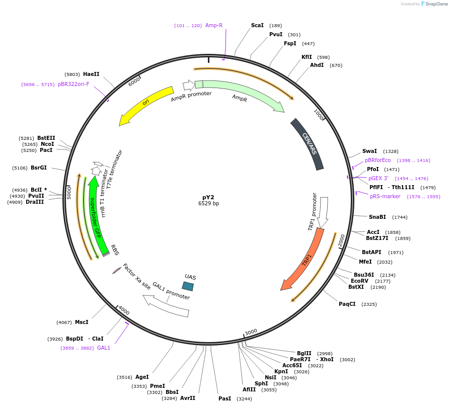 218115-plasmid-map-sequence-id-431070