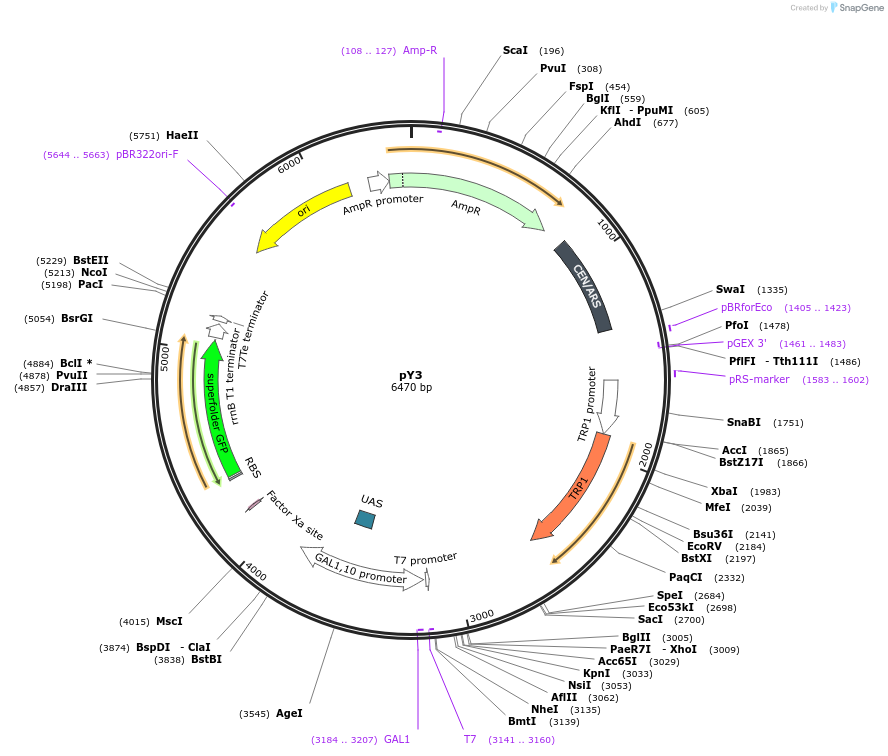 218116-plasmid-map-sequence-id-431074