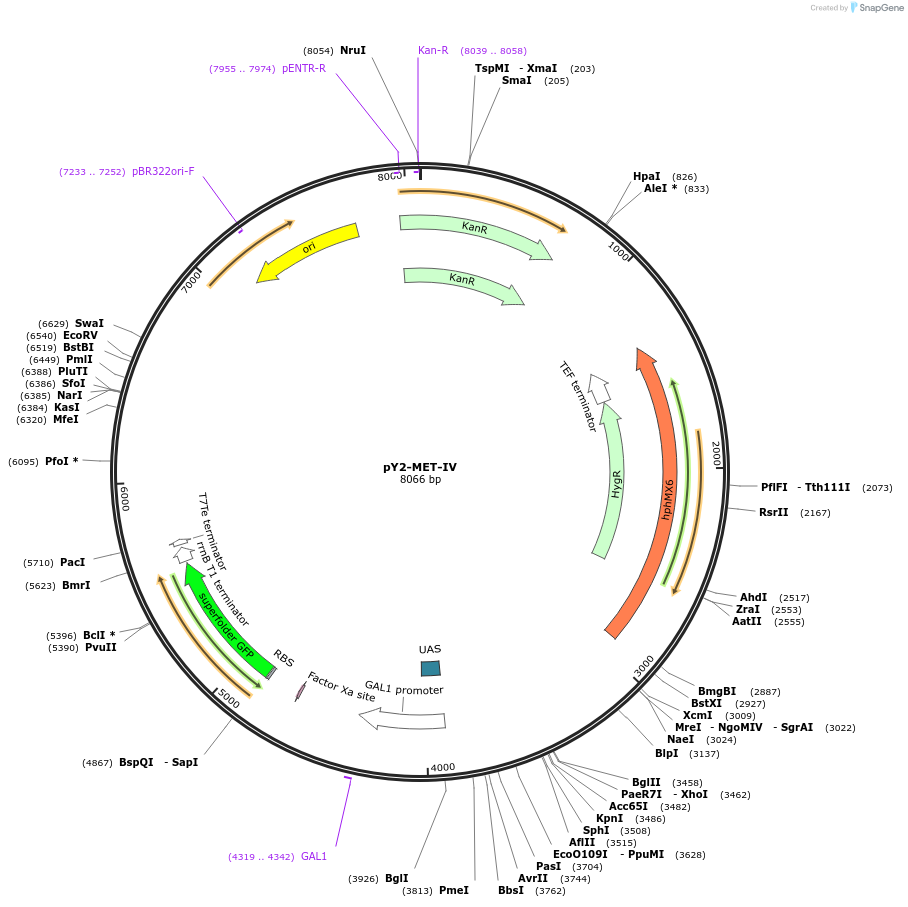218117-plasmid-map-sequence-id-431077