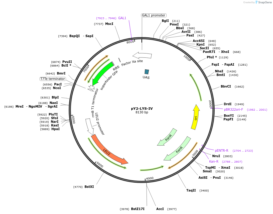 218118-plasmid-map-sequence-id-431078