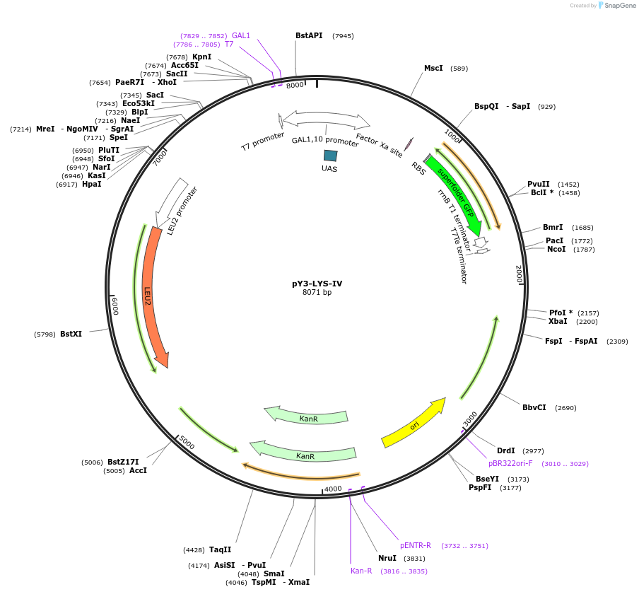 218119-plasmid-map-sequence-id-431079