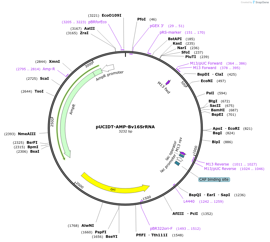 218518-plasmid-map-sequence-id-431080