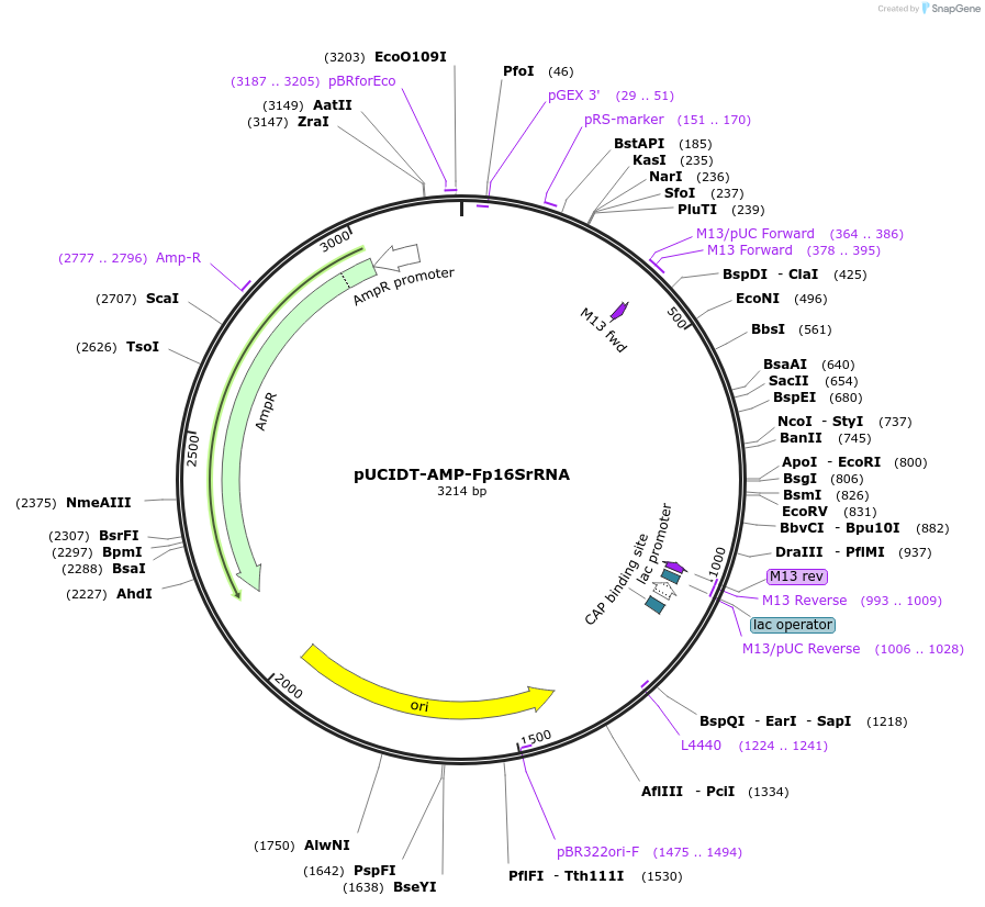 218519-plasmid-map-sequence-id-431081