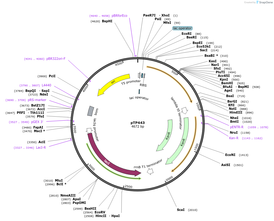 216361-plasmid-map-sequence-id-431085