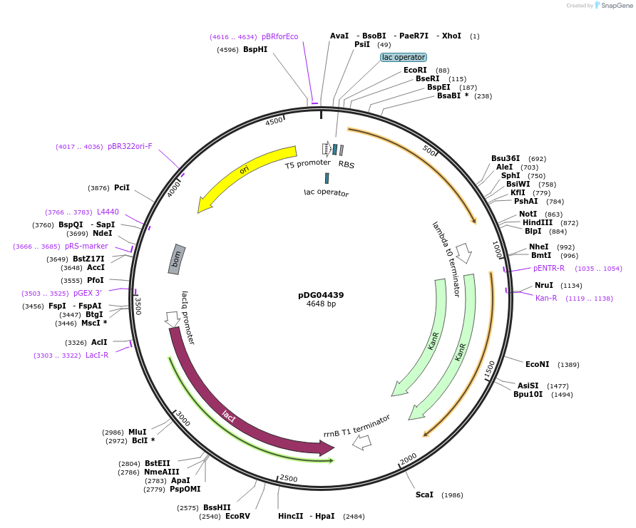 216365-plasmid-map-sequence-id-431093