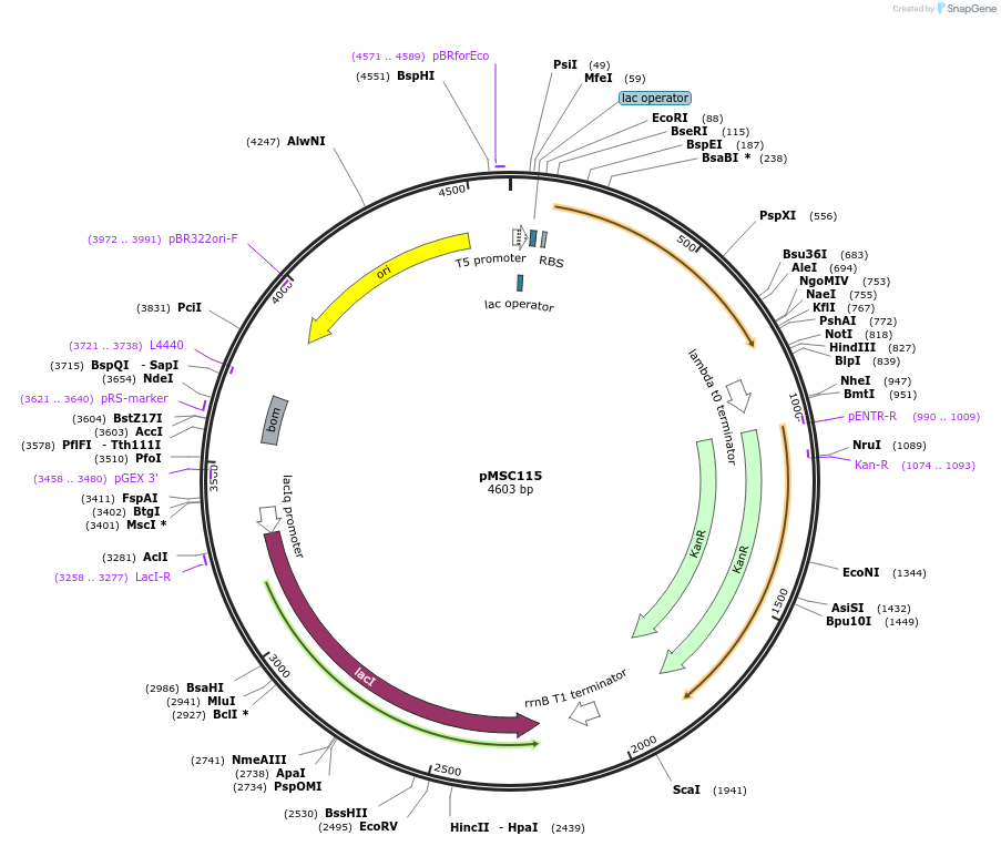 216356-plasmid-map-sequence-id-431096