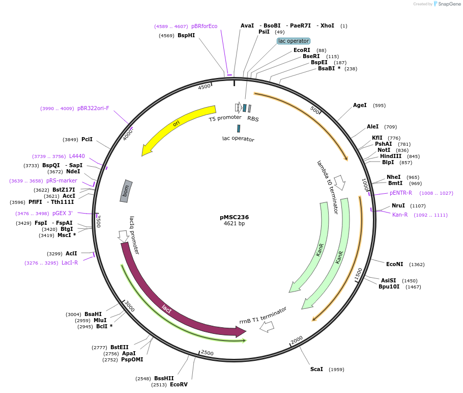 216368-plasmid-map-sequence-id-431097