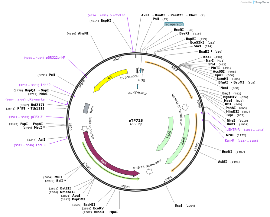 216374-plasmid-map-sequence-id-431099
