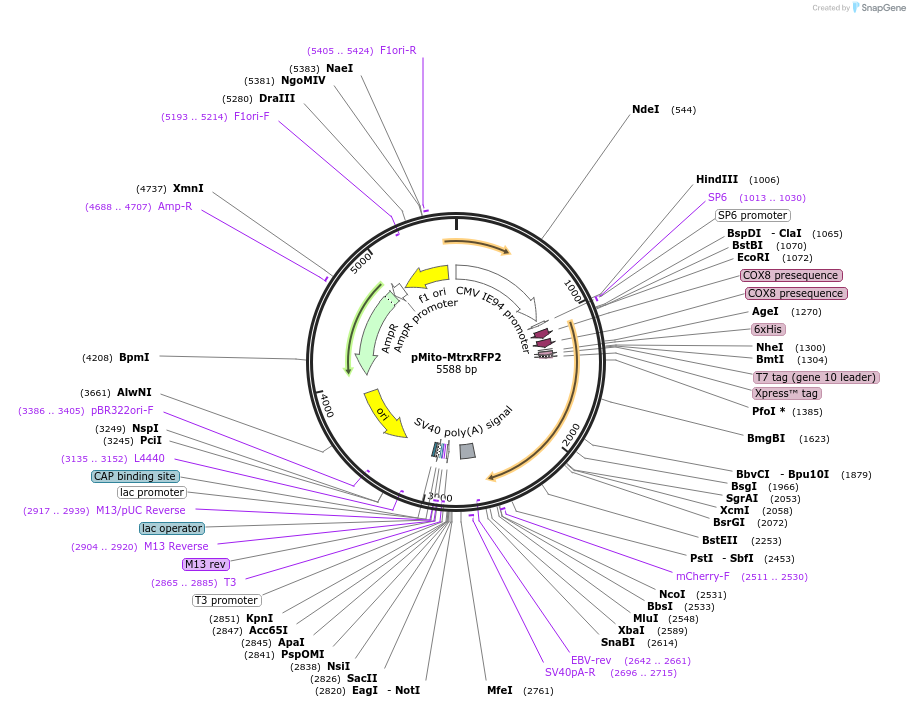 172324-plasmid-map-sequence-id-431104